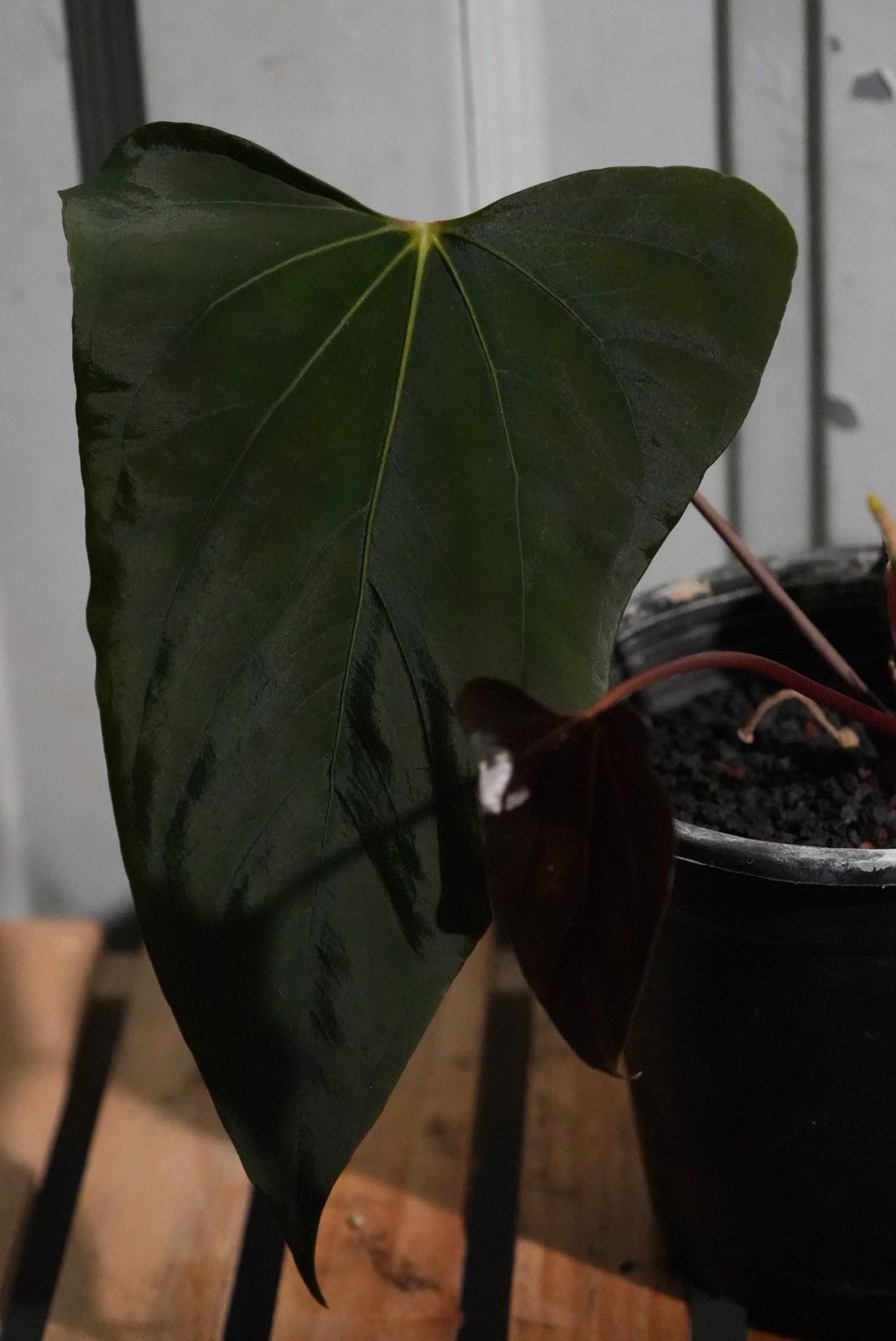 buy fiddle leaf fig Fiddle Leaf Fig 14