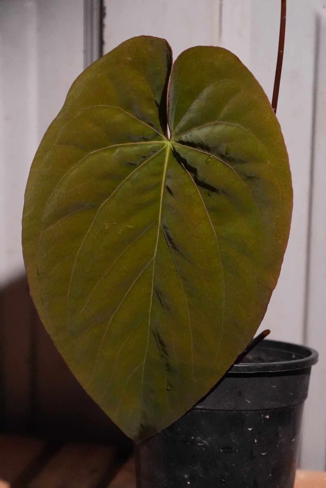 アンスリウム papillilaminum (RG) X RVDP アンスリウム