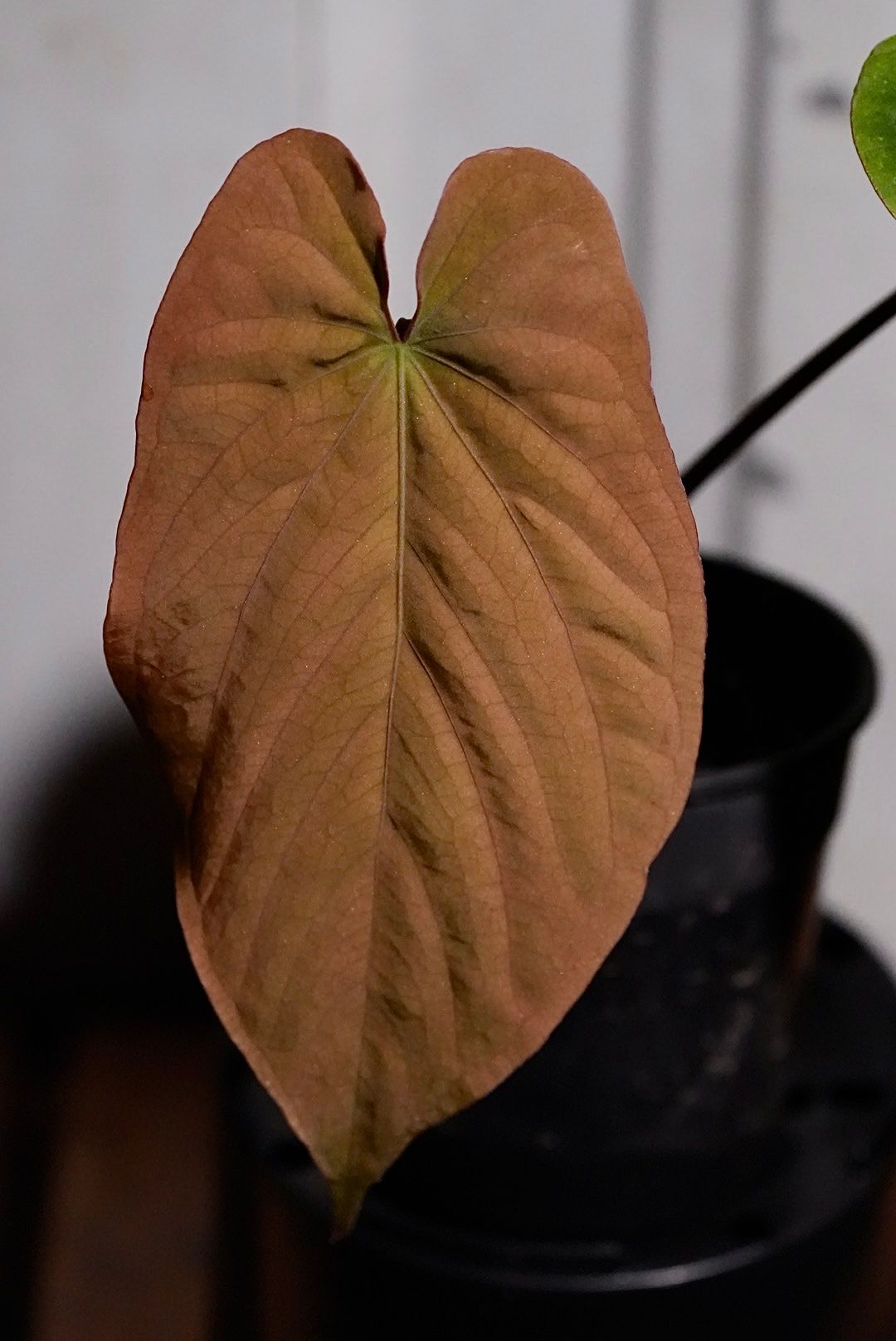Anthurium (Kunayalense x Papillilaminum) x BVEP 'felix