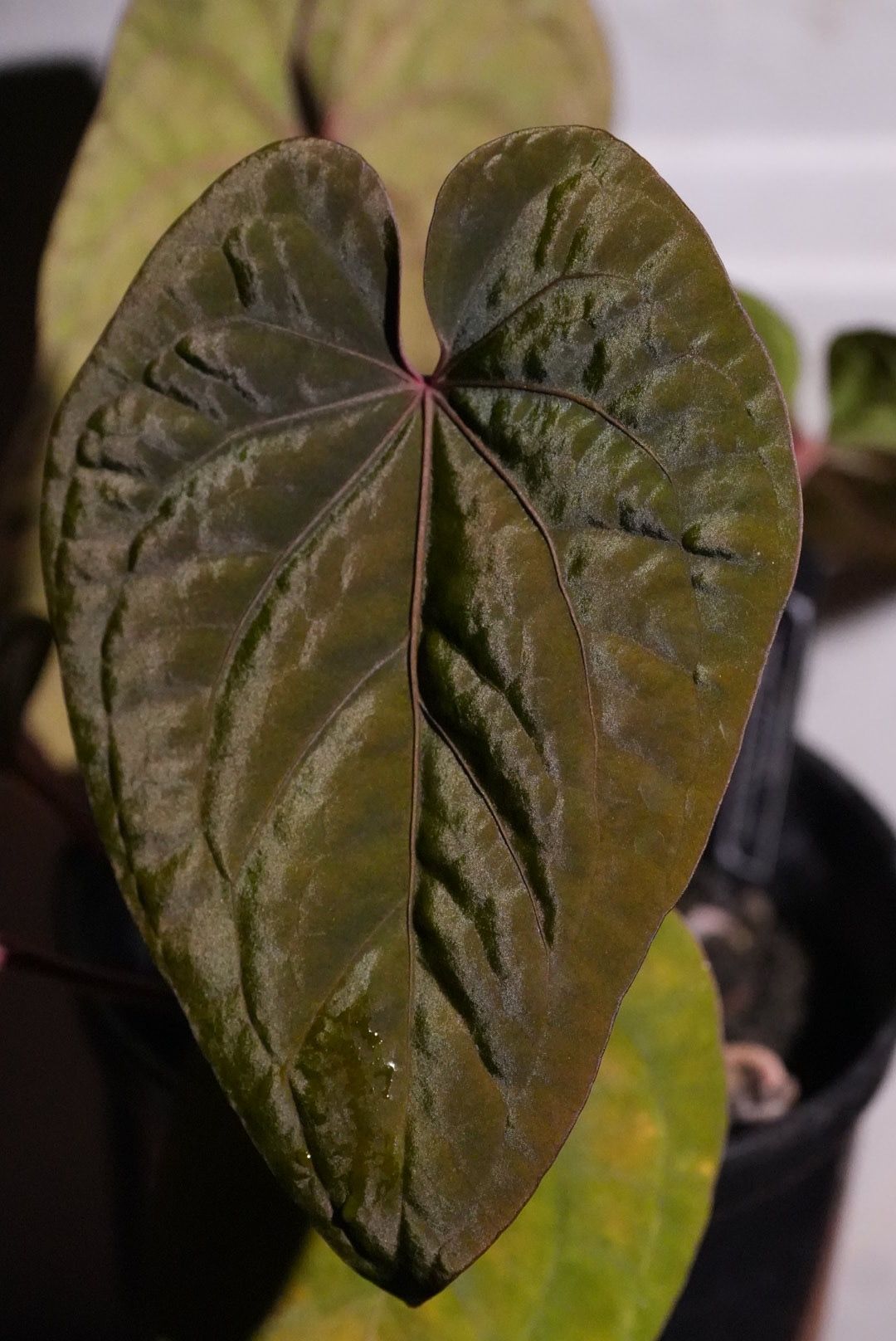 和*様 アンスリウム　AOS x FS Anthurium Ace of Spades Tezula x Kunayalense – TheVelvetGarden