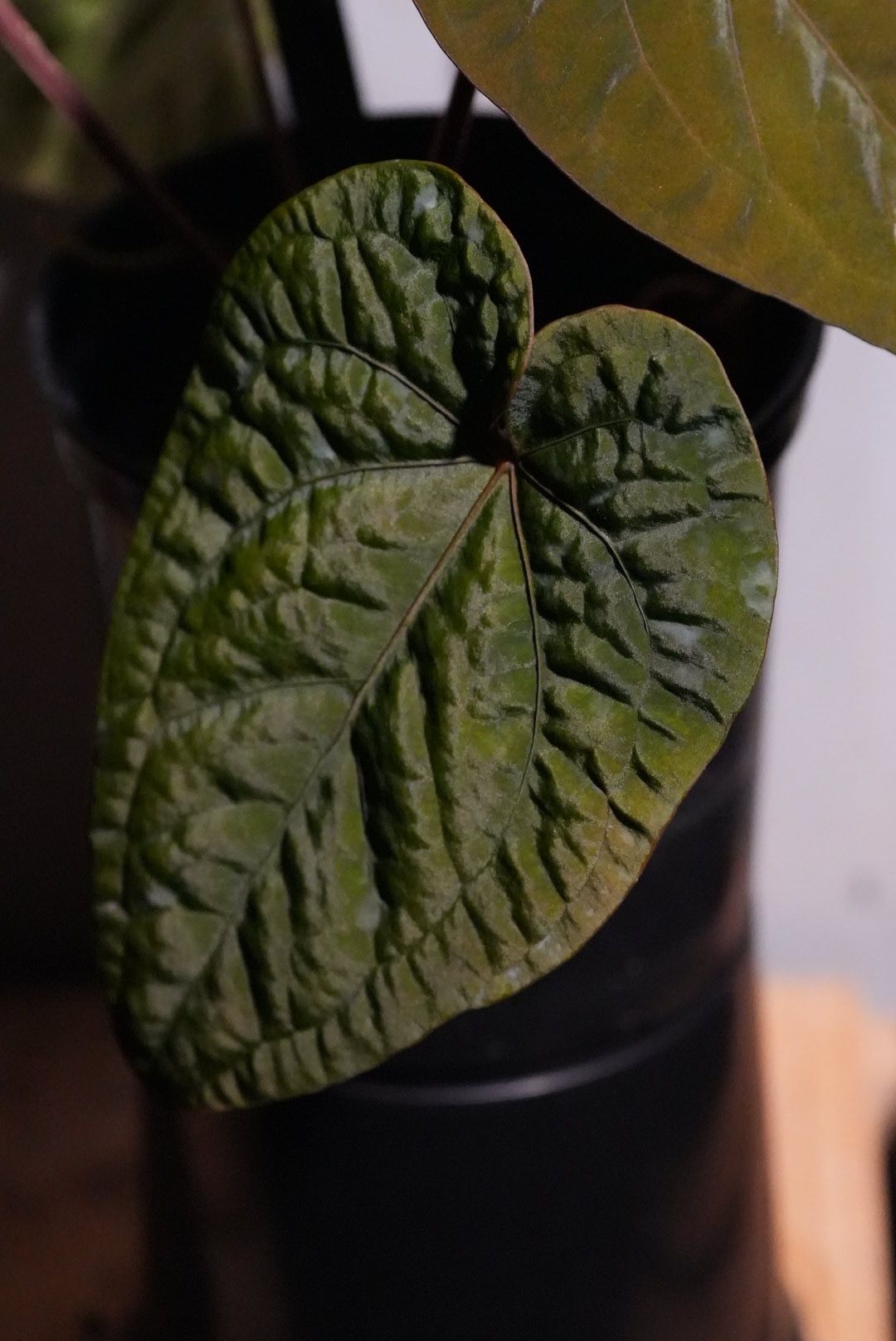和*様 アンスリウム　AOS x FS Anthurium Hybrids – understoryoasis