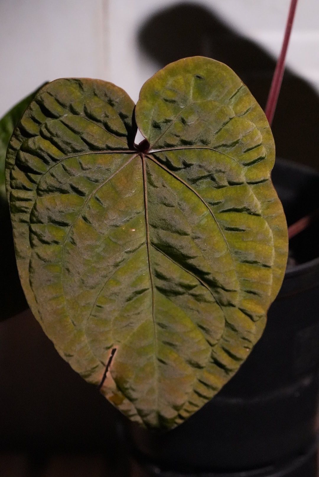 和*様 アンスリウム　AOS x FS Anthurium Hybrids – understoryoasis