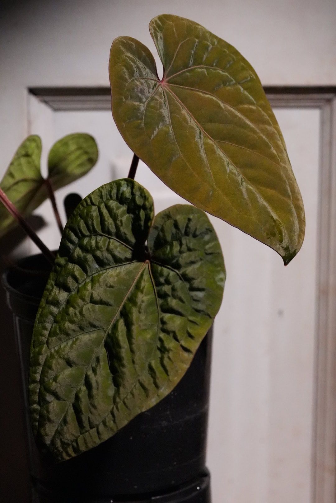 Anthurium Ace of Spades Tezula x Kunayalense – TheVelvetGarden