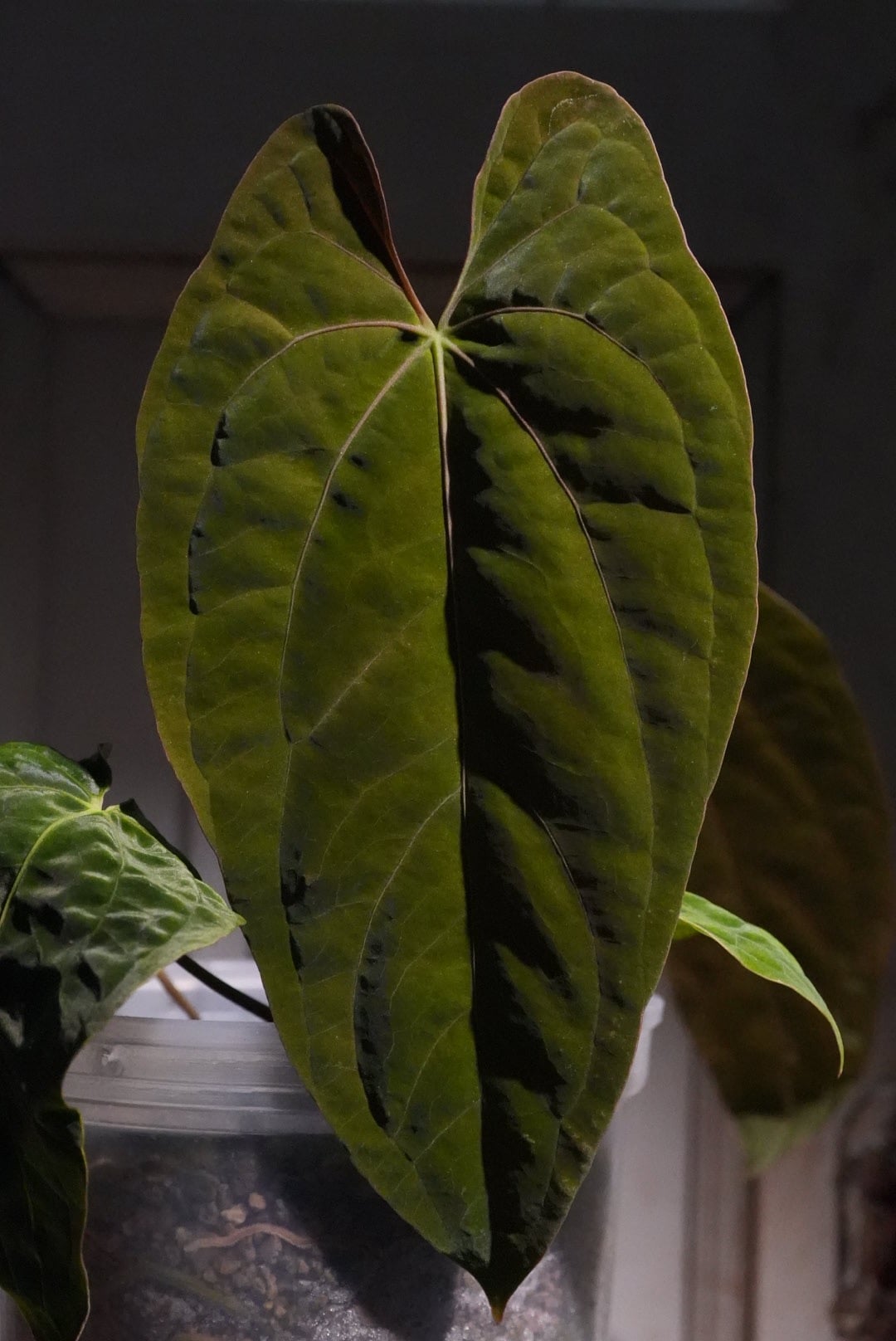 Anthurium Ree Pap Anthurium Papillilaminum Guna Yala x 'Ree Gardens' – TheVelvetGarden