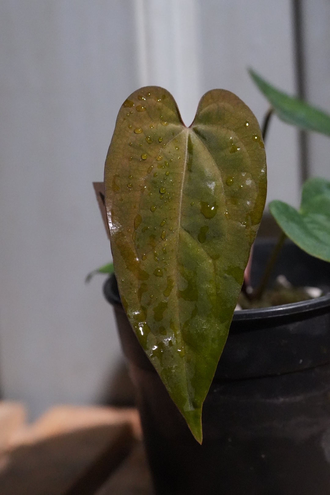 Anthurium ('AOS' x BVEP) x (carlablackiae x BVEP)