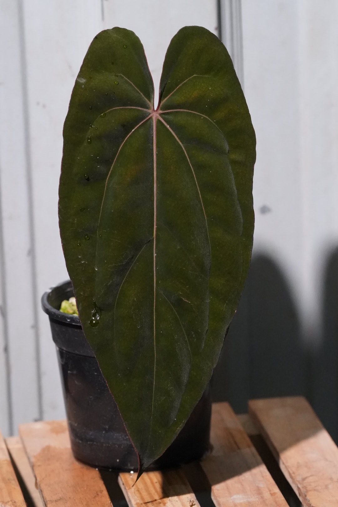 Anthurium (Dressleri x CarlaBlackiae) x (Pap Ralph Lynam x self ...