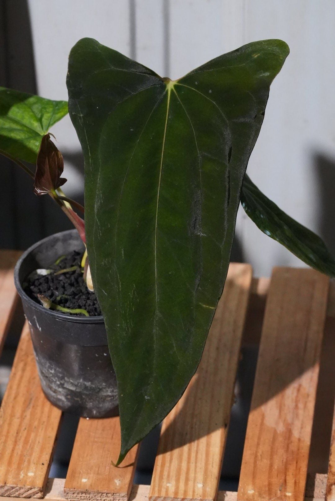 Anthurium Papillilaminum 'Ree Gardens' x (Fort Sherman x Ralph