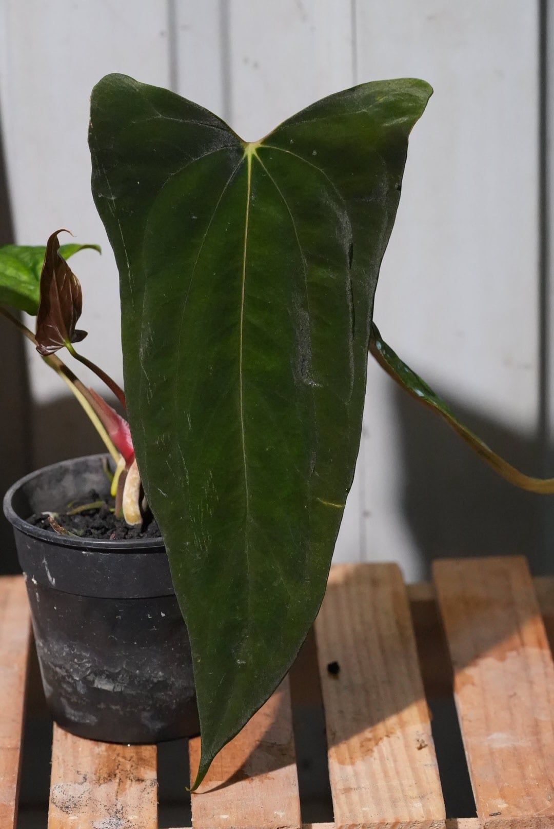 Anthurium Ree Pap Anthurium Papillilaminum 'Ree Gardens' x (Fort Sherman x Ralph Lynam ...