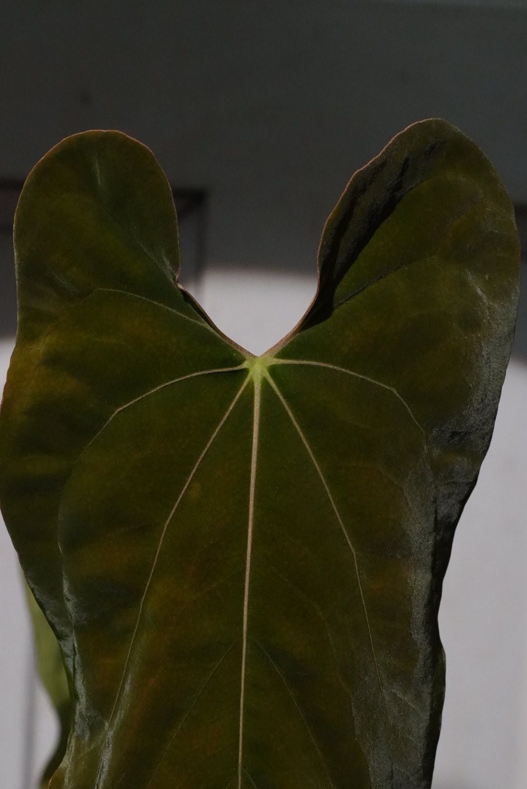 アンスリウム　reegarden papi✖️antolakii「bvep」 アンスリウム reegarden papi✖️antolakii「bvep」