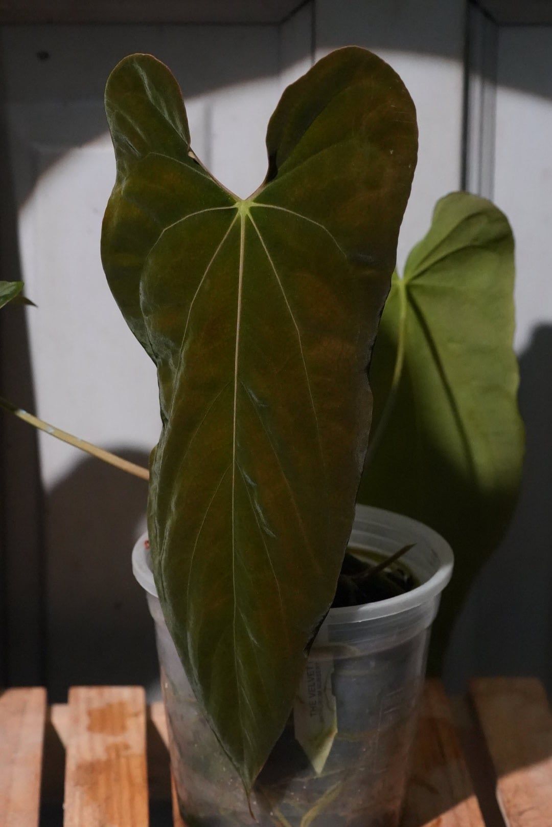 Anthurium Papillilaminum FSRL x Antolakii (BVEP) – TheVelvetGarden