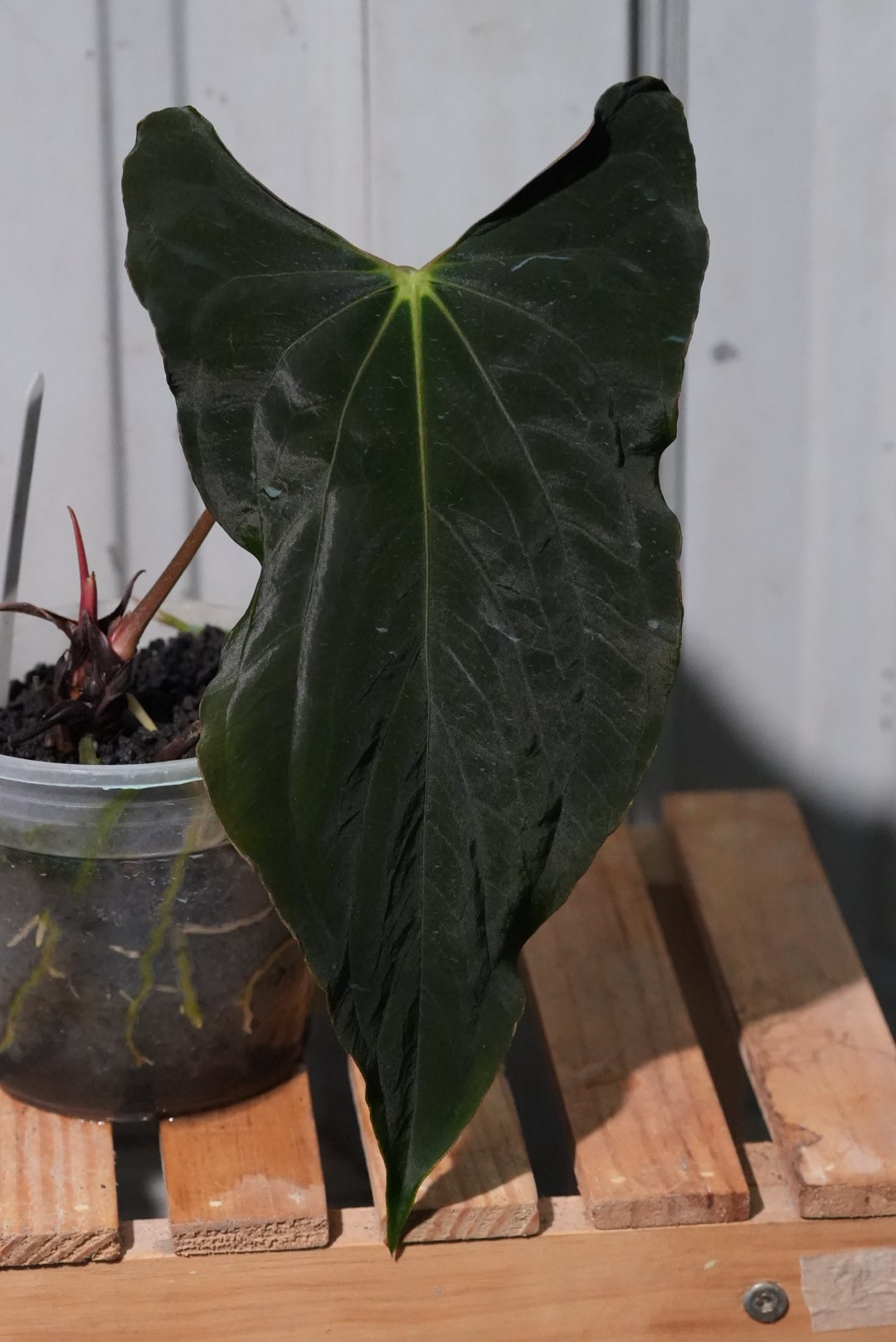 Anthurium Ree Pap Anthurium Pap FSRL x Pap 'Ree Gardens JJ – TheVelvetGarden