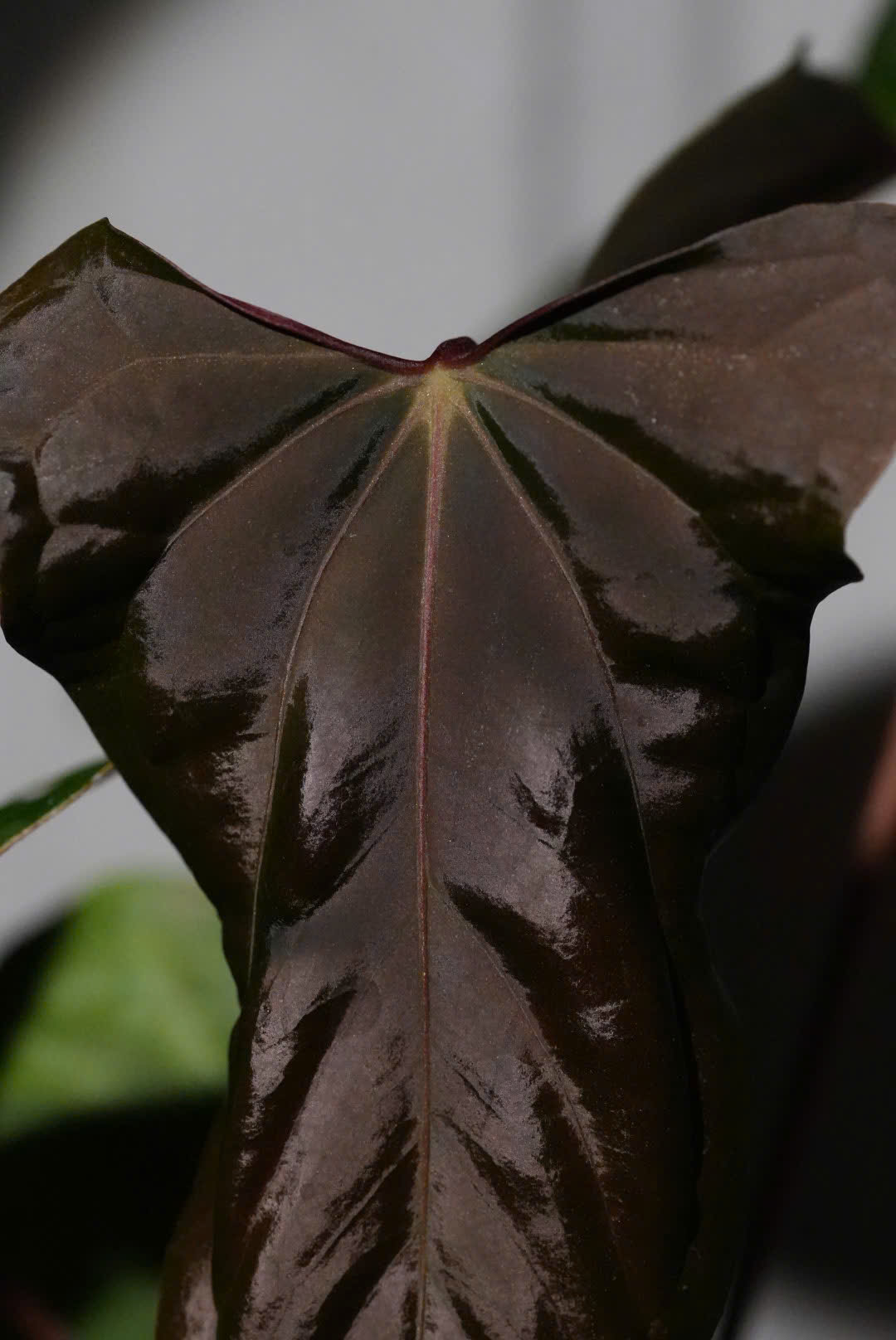 Anthurium Ree Pap Anthurium Papillilaminum 'Ree Gardens' x (Ralph Lynam x Fort Sherman ...