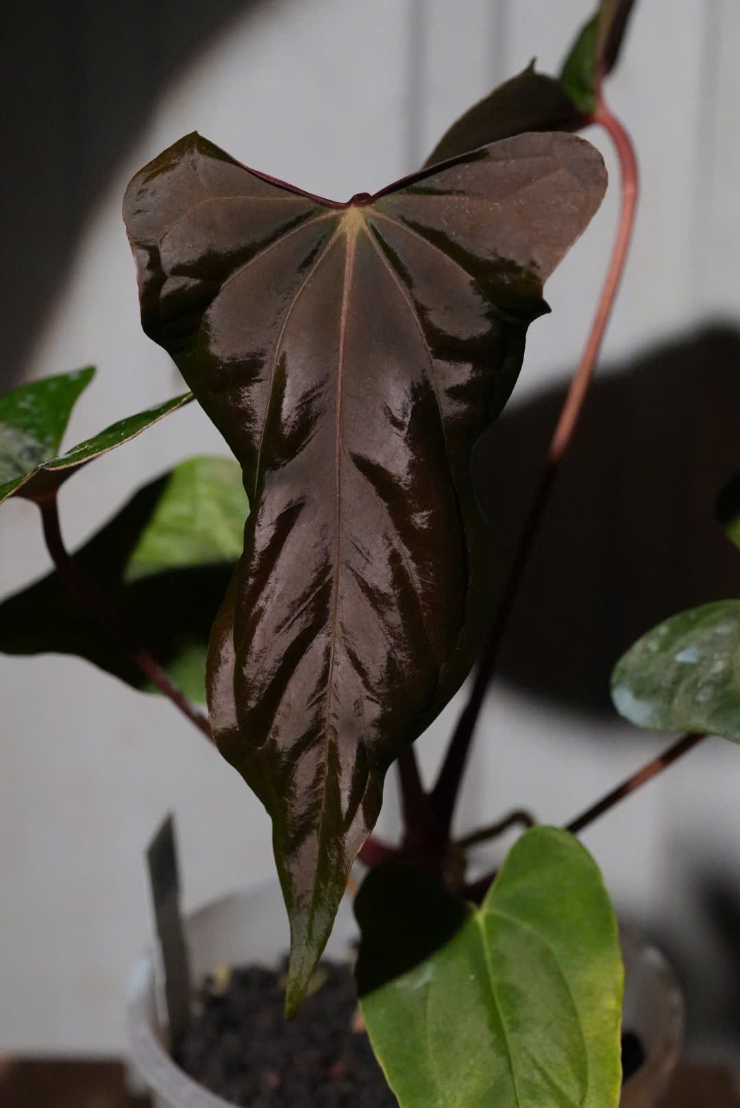 Anthurium Ree Pap Anthurium Papillilaminum 'Ree Gardens' x (Ralph Lynam x Fort Sherman ...