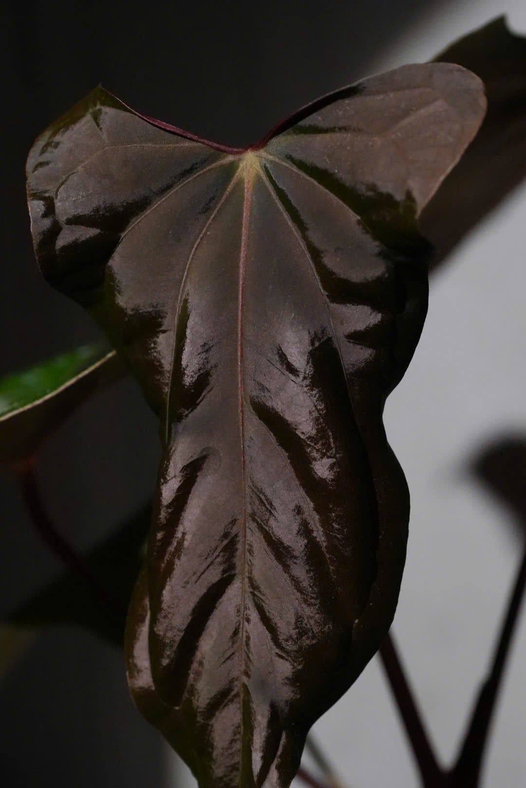 Anthurium Ree Pap Anthurium Papillilaminum 'Ree Gardens' x (Ralph Lynam x Fort Sherman ...