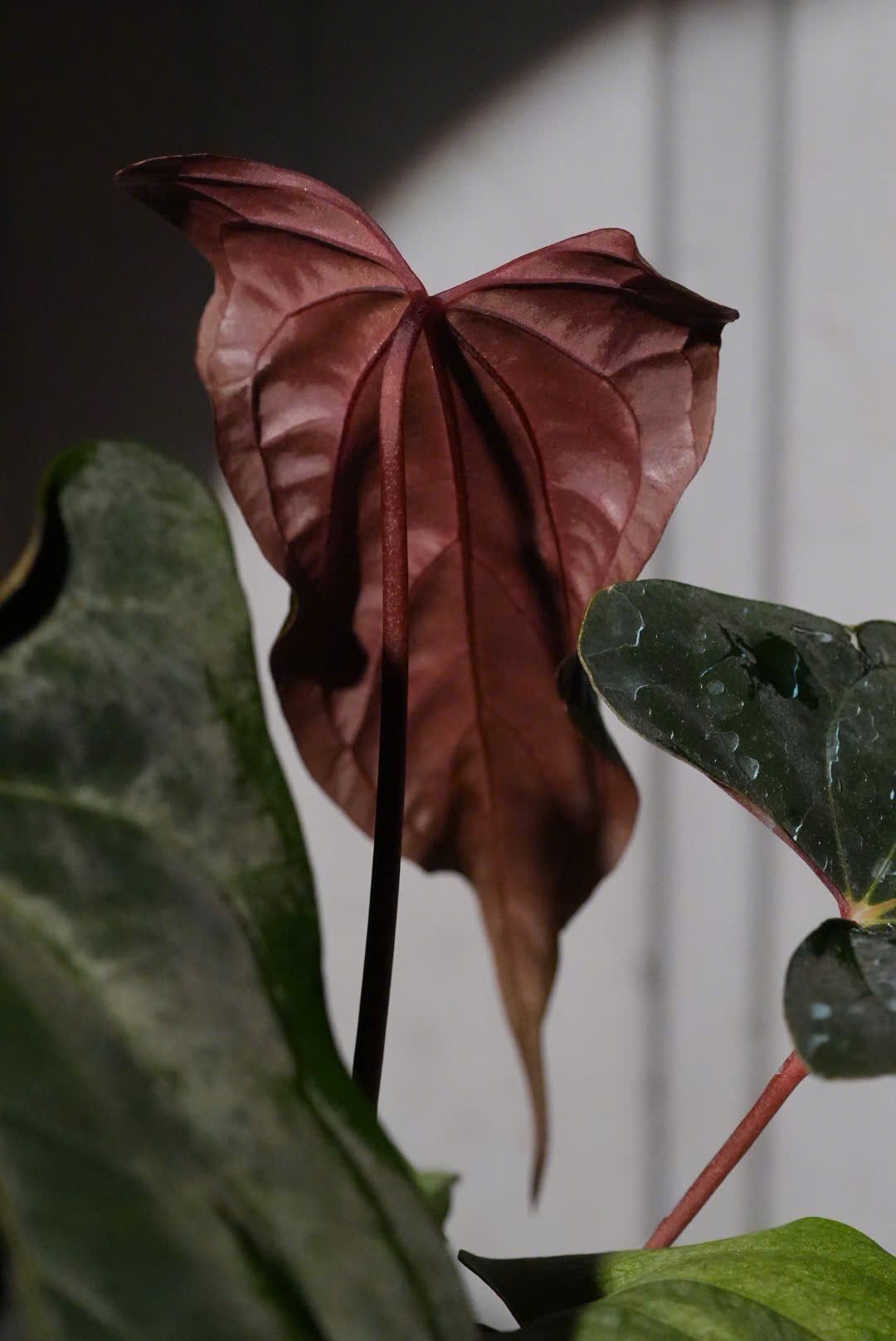 Anthurium Papillilaminum 'Ree Gardens' x (Ralph Lynam x Fort