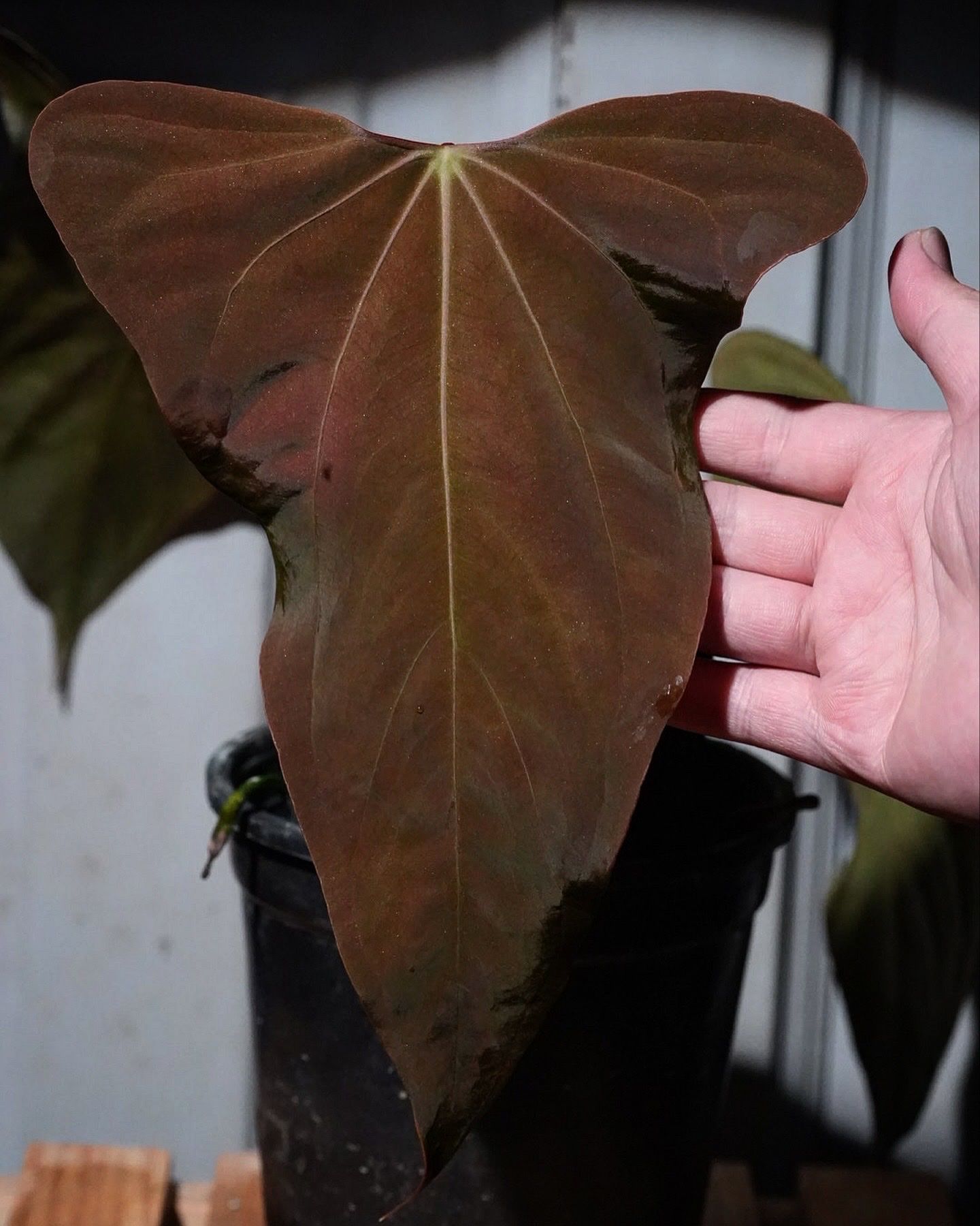 Anthurium SP Nov DF  TheVelvetGarden