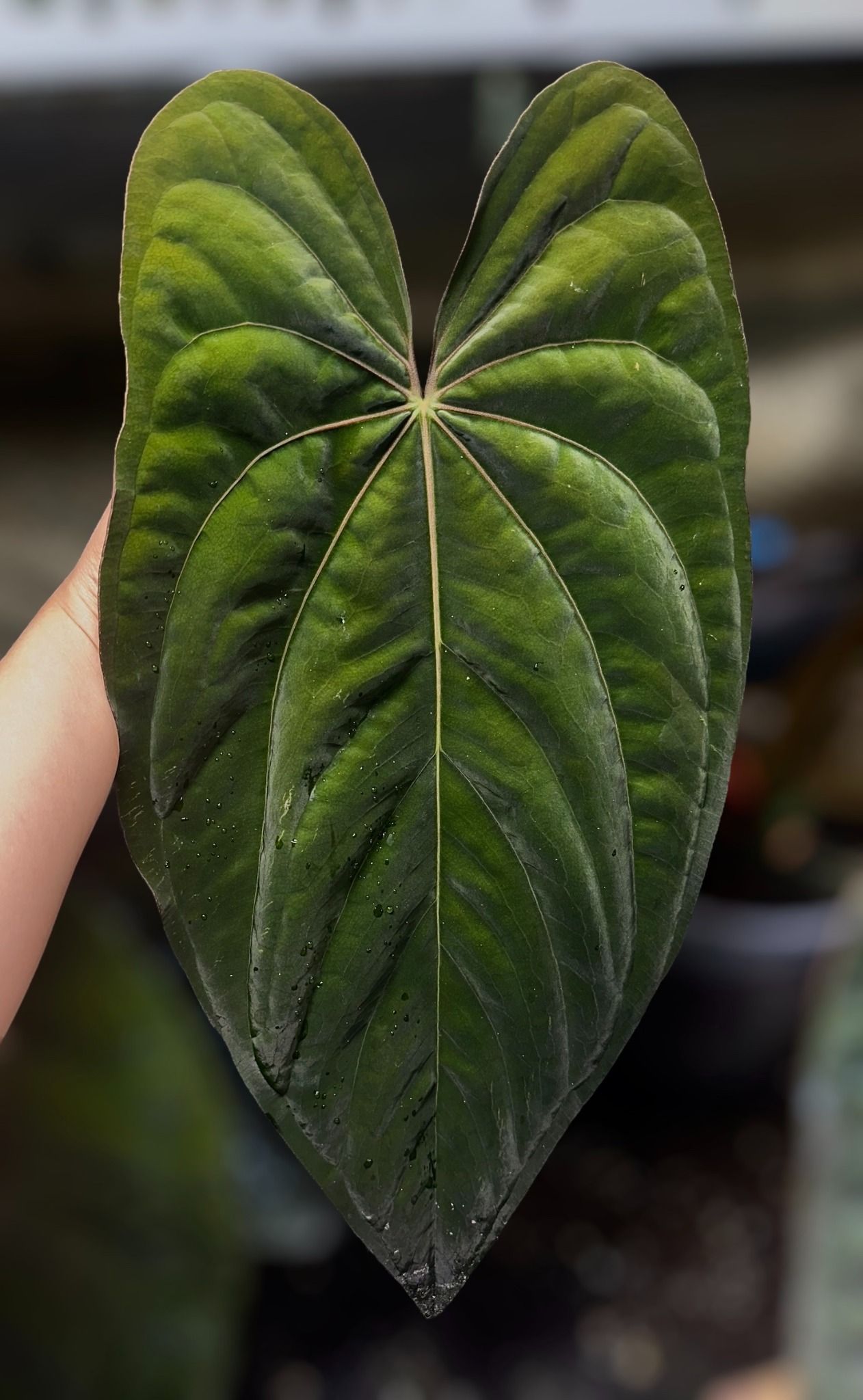 アンスリウム　dressleri x dressleri Anthurium papillilaminum x dressleri 【公式通販】