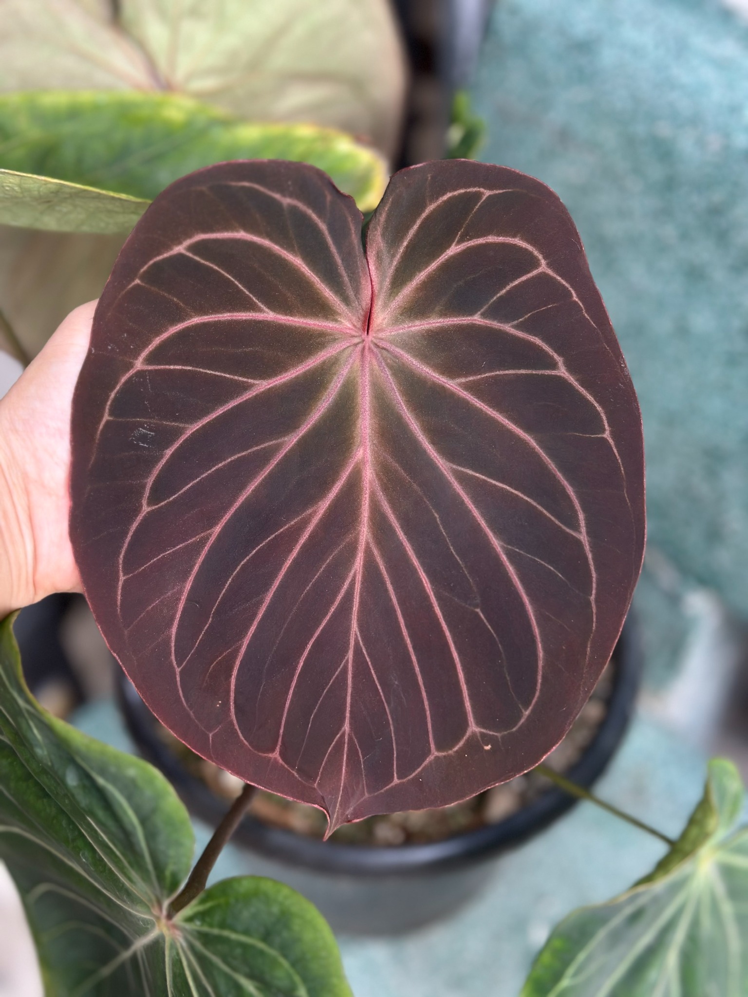 Anthurium King Of Spades 'Big Plants' - 3 Samen - Mehrjhrige Zimmerpflanze  Fr Zuhause Samen Exotische Pflanzen