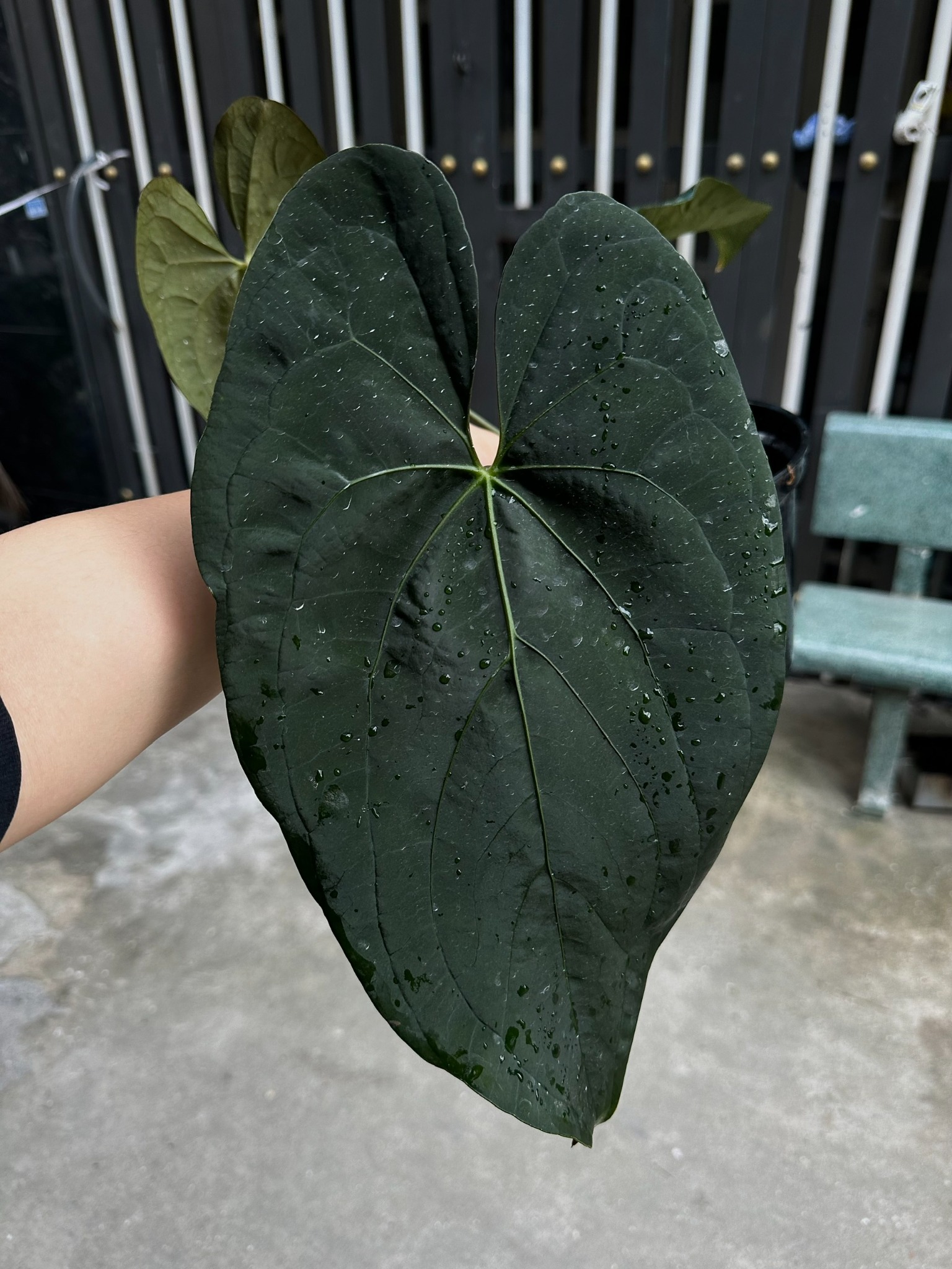 Anthurium ('Midnight Velvet' x pap) x 'Roman'