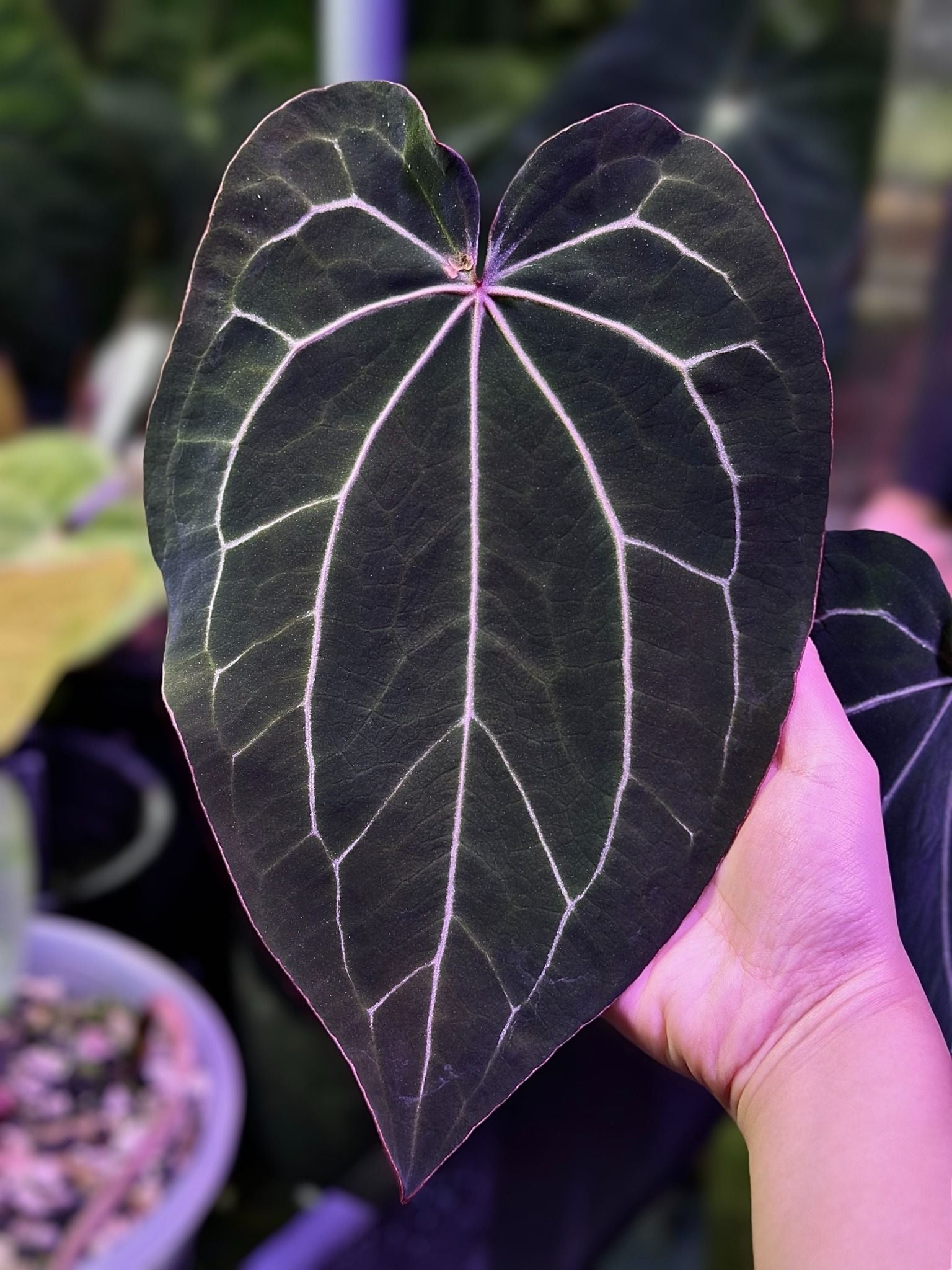 Anthurium Black Widow x Michelle – TheVelvetGarden