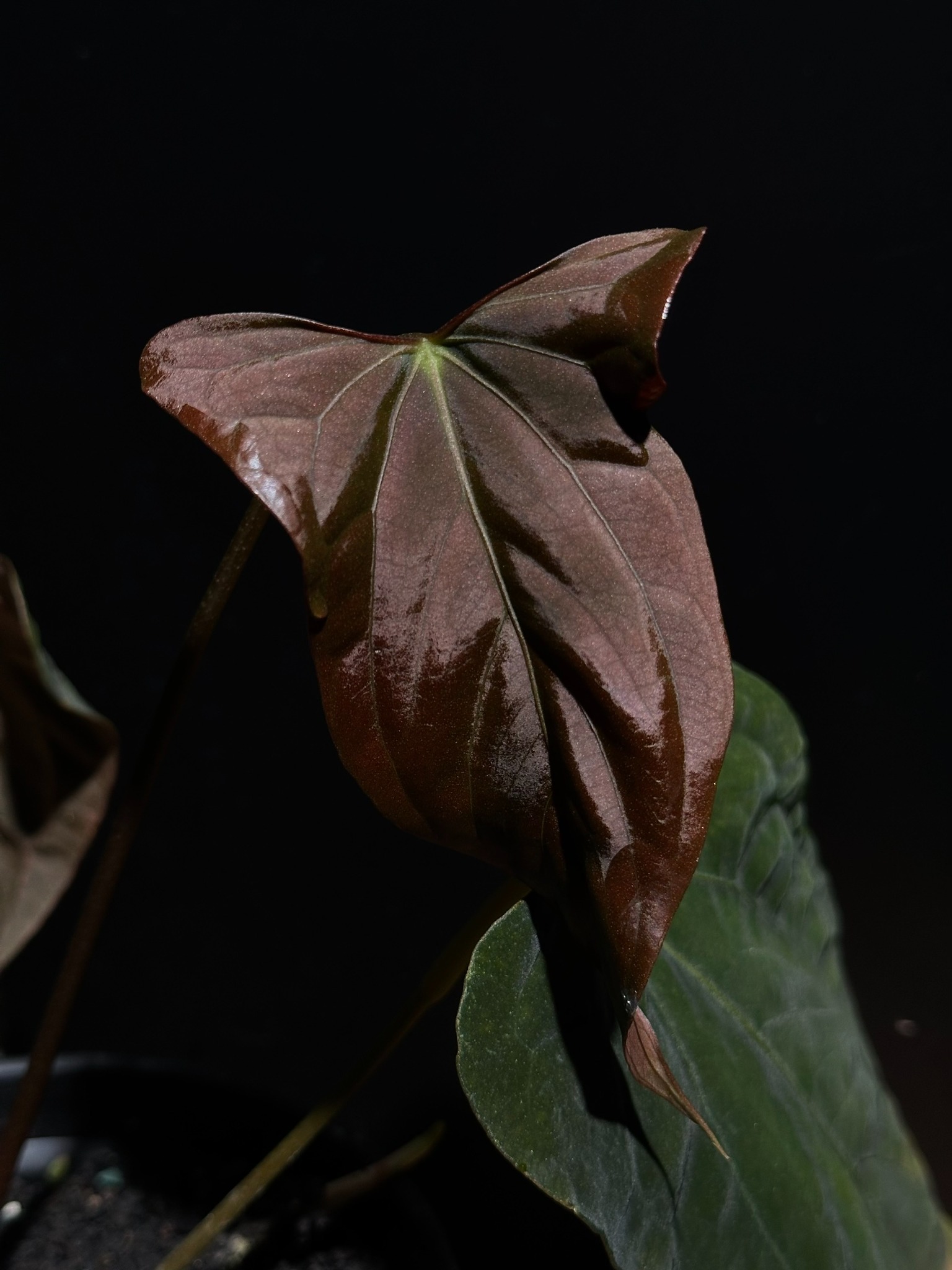 アンスリウム Pap. FS/Portillae X RL F1 NO.2 Anthurium NSE Portillae x (RL x FS) : r/RareHouseplants