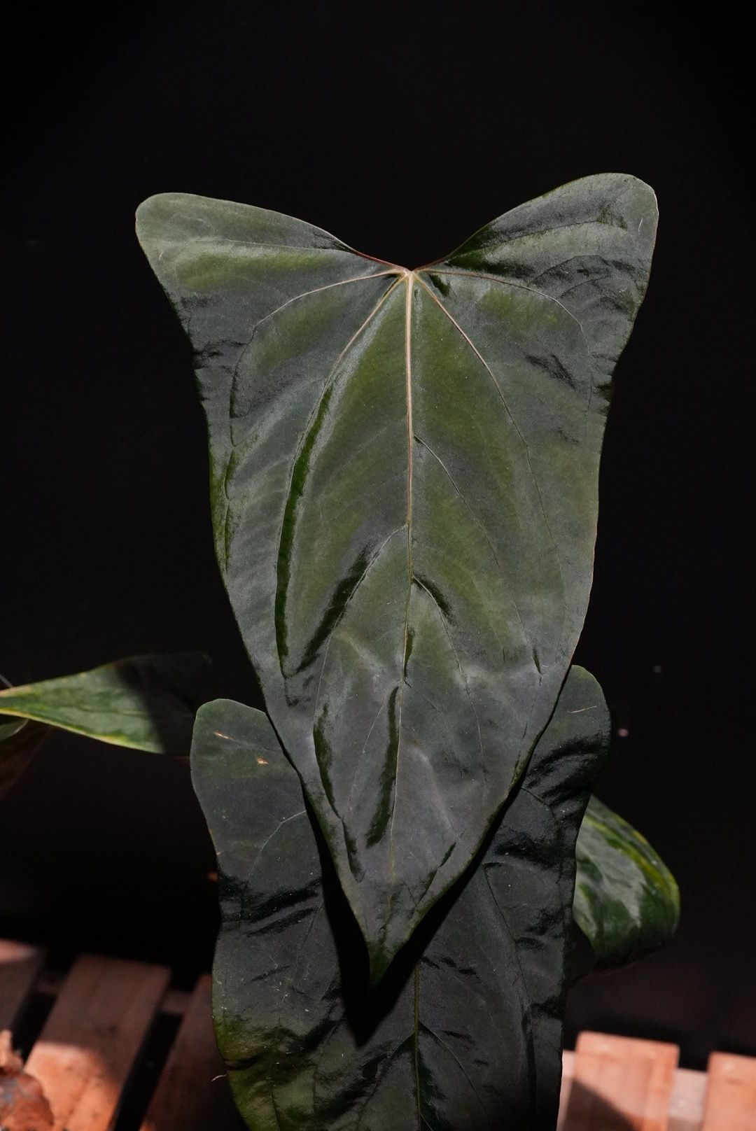 b*a様 アンスリウム(papi x sub) x portilae カット1節 アンスリウム(papi x sub) x portilae カット