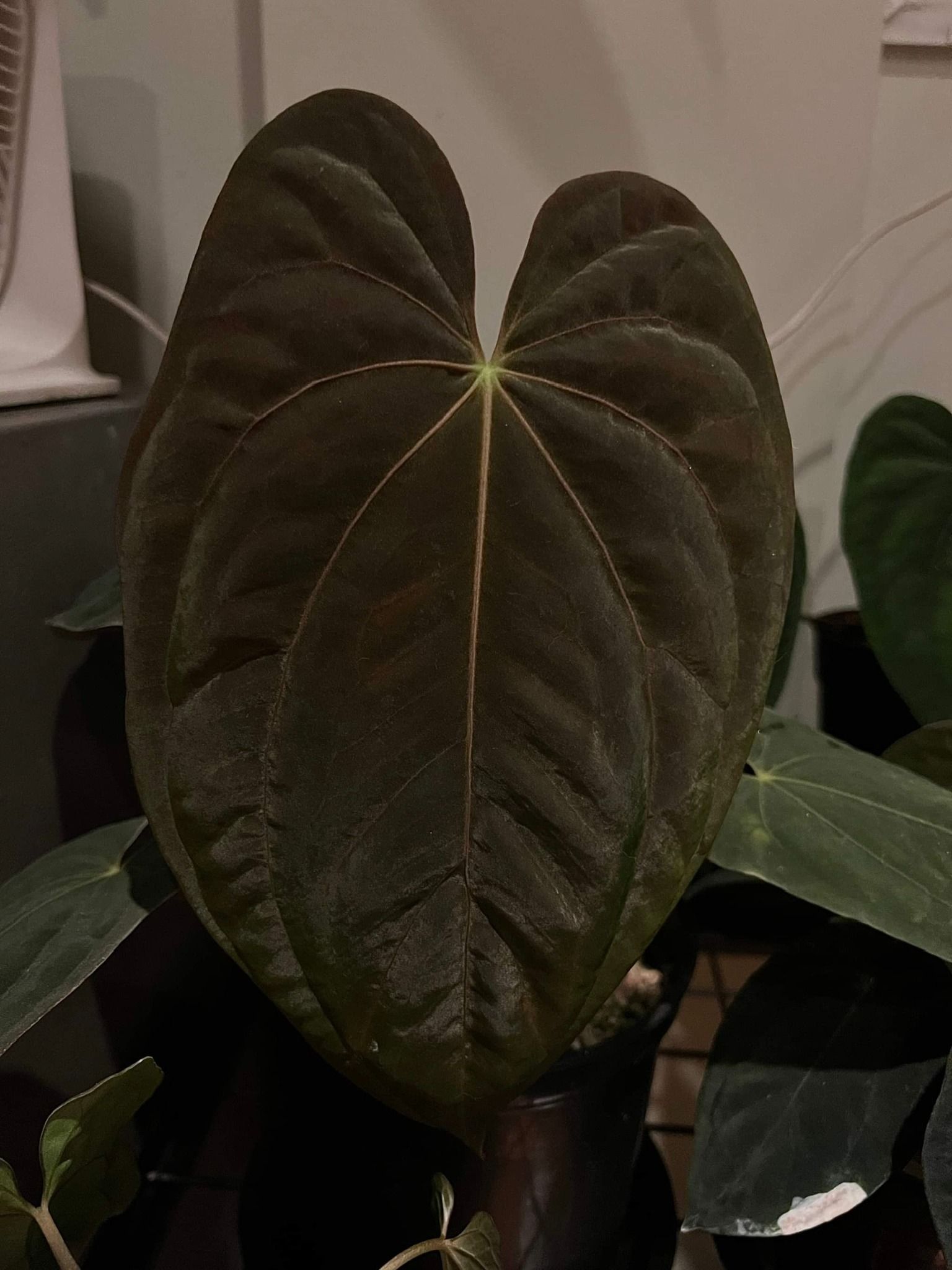 Anthurium Antolakii (BVEP) x Papillilaminum FSRL Anthurium Antolakii (BVEP) x Papillilaminum FSRL