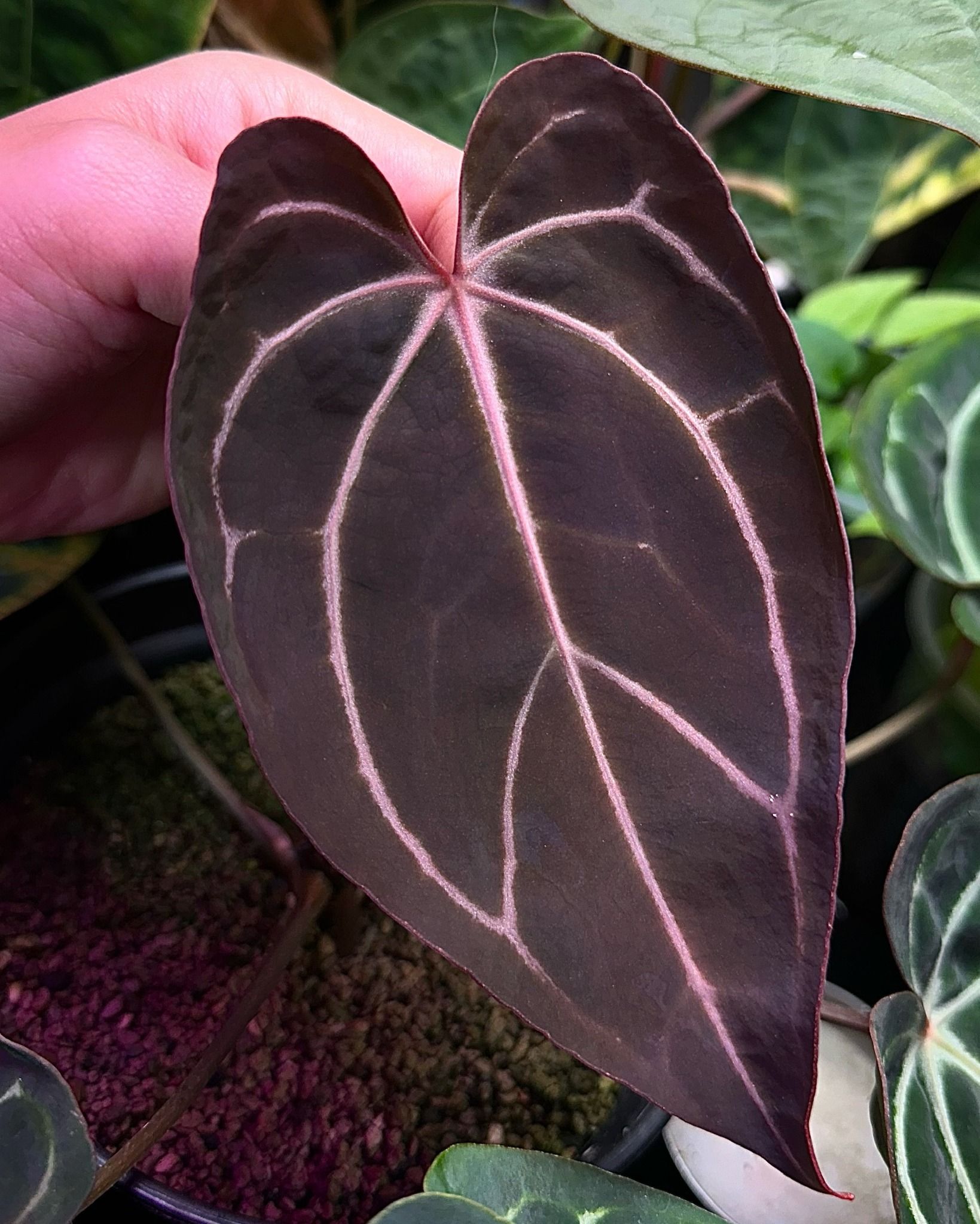 アンスリウム ハイブリッド 【公式通販】