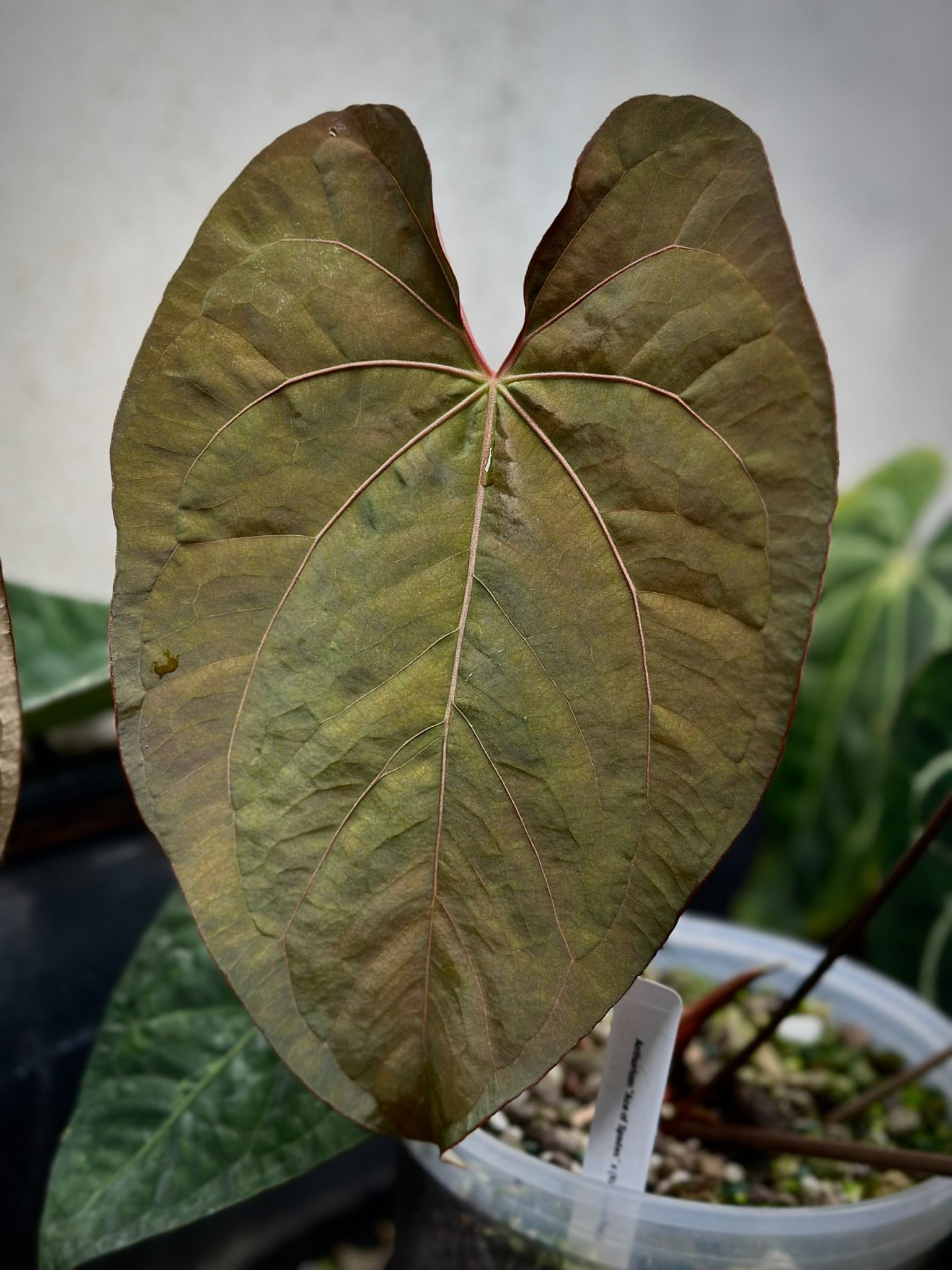 Anthurium Ace of Spades x (Kunayalense x Papillilaminum