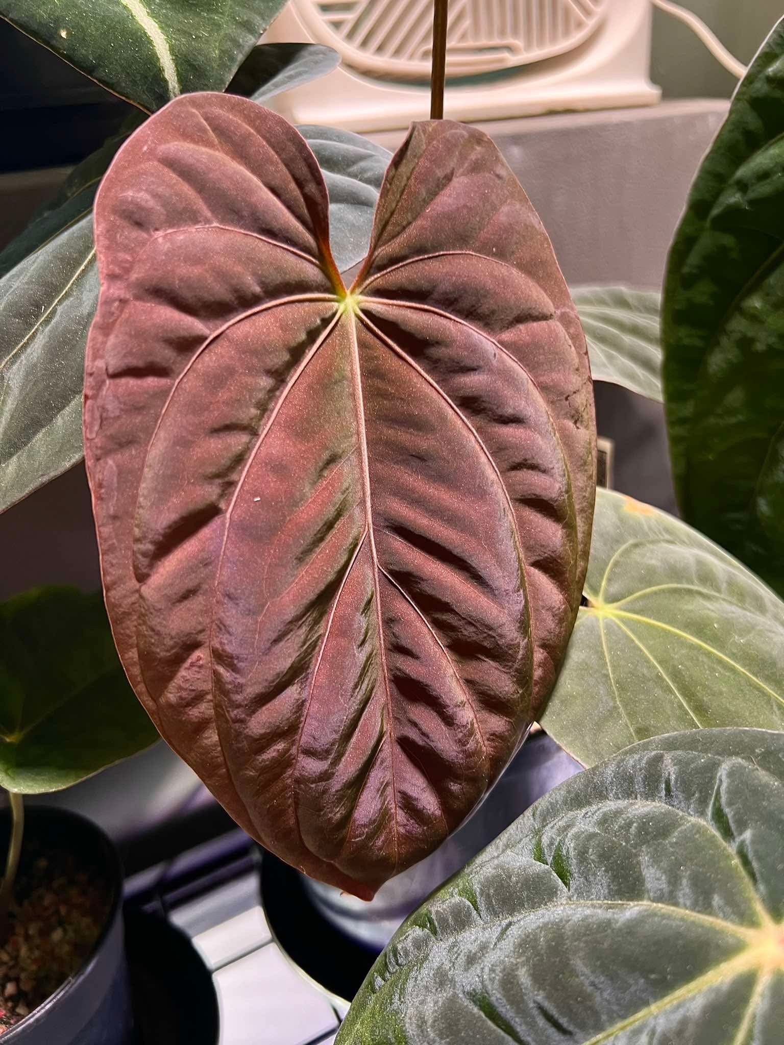 Anthurium Antolakii (BVEP) x Papillilaminum FSRL – TheVelvetGarden