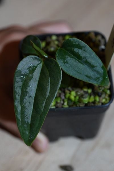 Anthurium Portillae x Antolakii (BVEP) – TheVelvetGarden