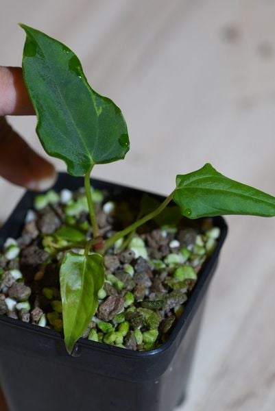Anthurium Portillae x Antolakii (BVEP) – TheVelvetGarden