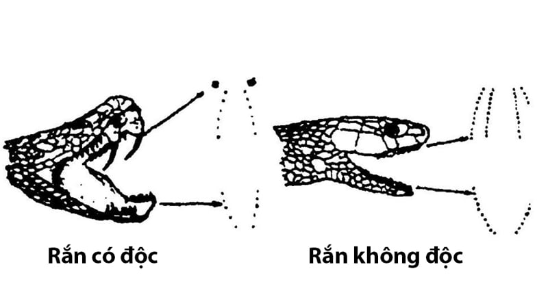 so cuu ve thuong bi ran rcan khi leo nui cam trai ran doc