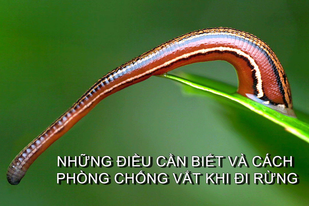 kinh nghiem nhung dieu can biet va cach phong chong vat khi di rung
