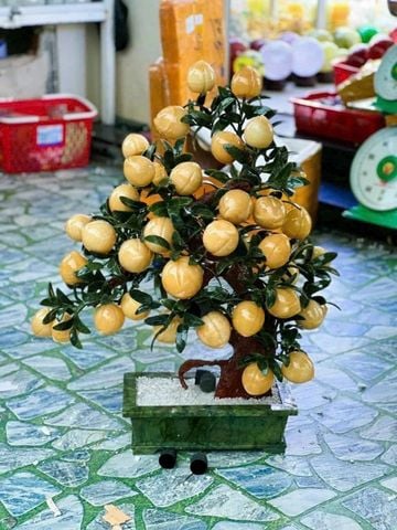 Cây Đào Tài Lộc Ngọc Hoàng Long 38 Quả Chậu Vuông