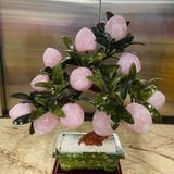  Cây Đào Thạch Anh Hồng 12 quả 50cm 