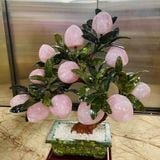  Cây Đào Thạch Anh Hồng 12 quả 50cm 