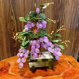  Cây Nho Thạch Anh Tím 