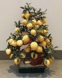  Cây Đào Tài Lộc Ngọc Hoàng Long 38 Quả Chậu Vuông 