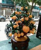  Cây Đào Tài Lộc Ngọc Hoàng Long 38 Quả Chậu Tròn 