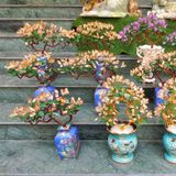  Cây tài lộc mầm tinh thể thạch anh Vàng vip 55x50 cm 