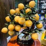  Cây Đào Tài Lộc Ngọc Hoàng Long 18 Quả Chậu Tròn 