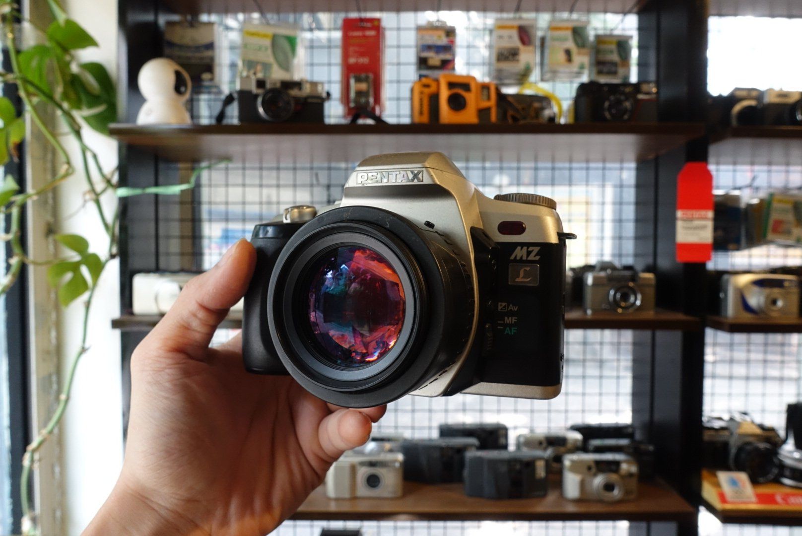  Pentax MZ L / Pentax SMC FA 50mm f1.4 