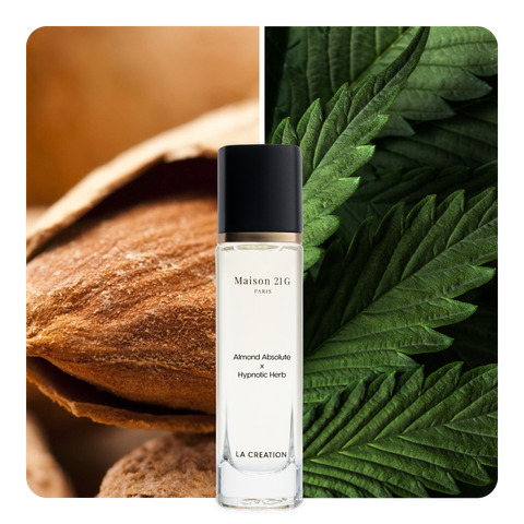 Nước hoa Almond Absolute x Hypnotic Herb
