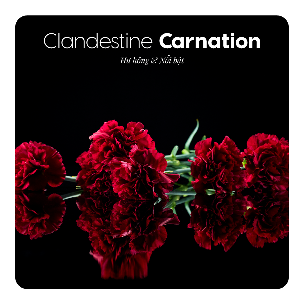 Nước hoa Clandestine Carnation