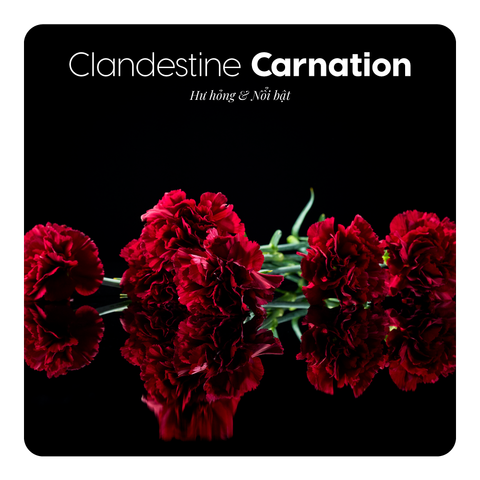 Nước hoa Clandestine Carnation