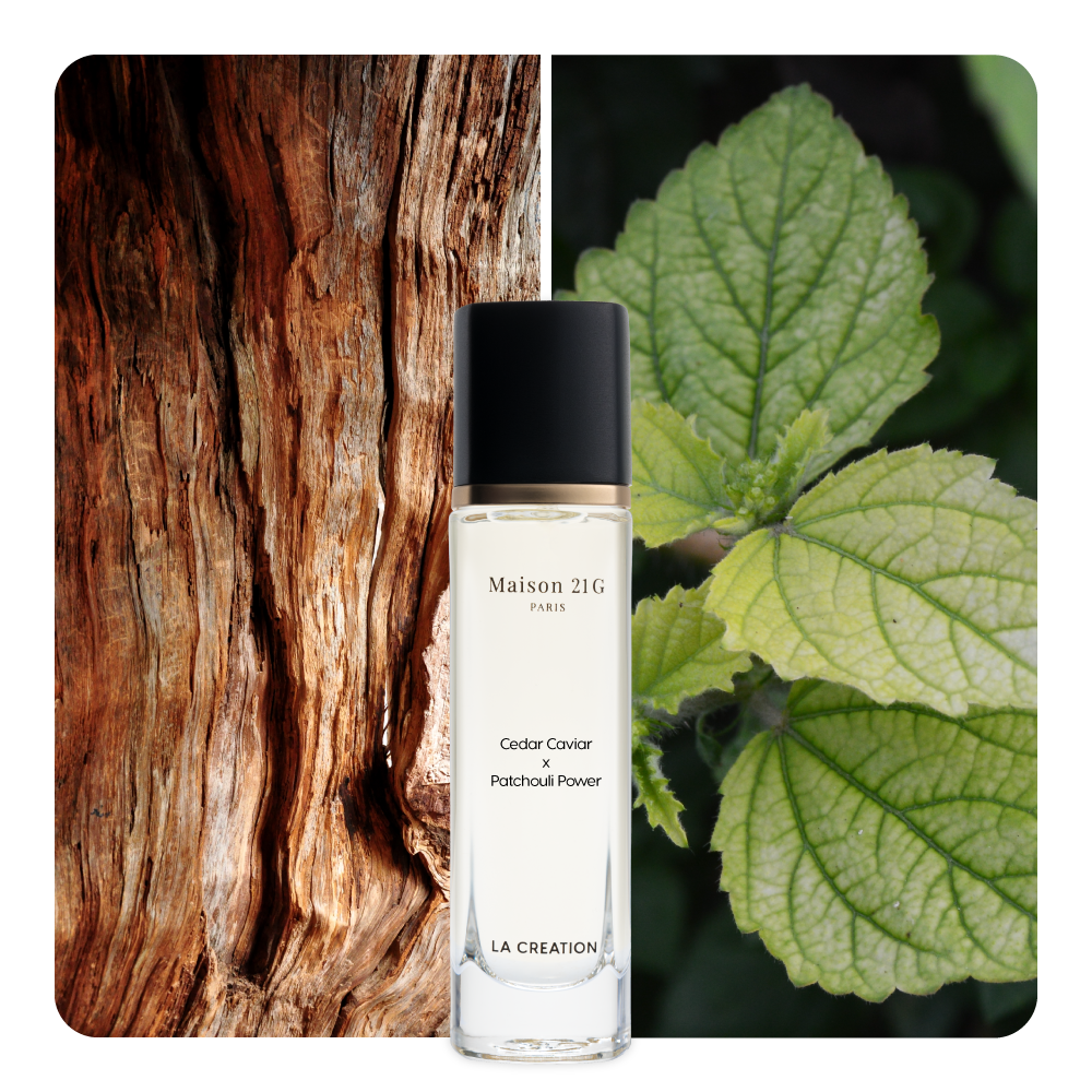 Nước hoa Cedar Caviar x Patchouli Power