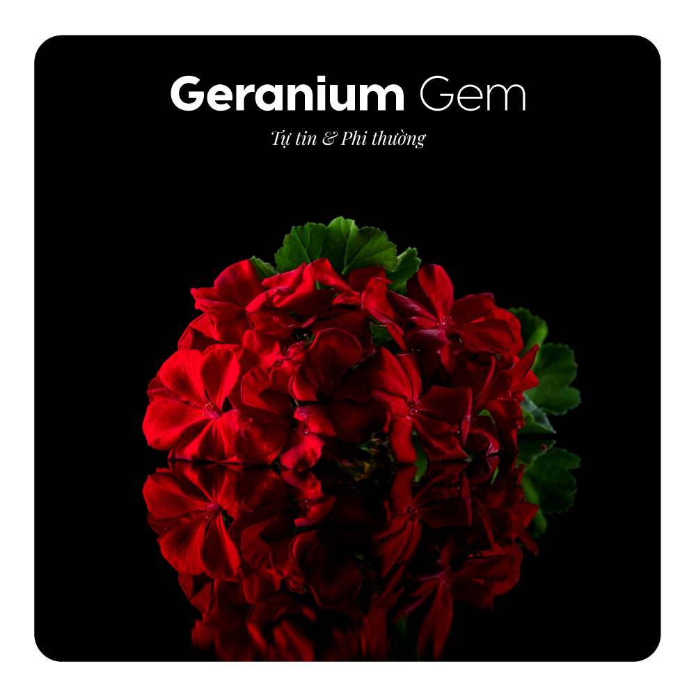 Nước hoa Geranium Gem