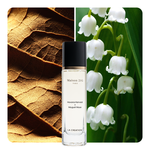 Nước hoa Havana Harvest x Muguet Muse