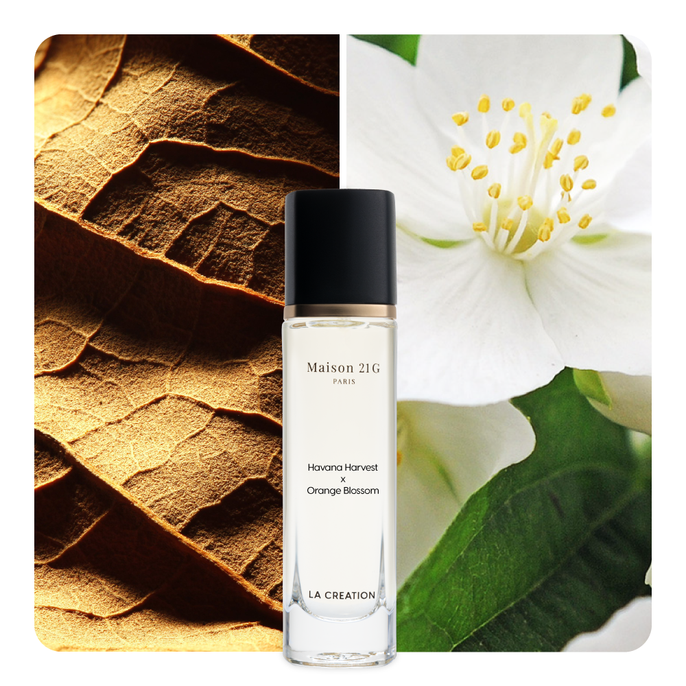 Nước hoa Havana Harvest x Orange Blossom